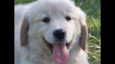 We are dedicated to the health and welfare of our puppies. Golden Retriever, Puppies For Sale, In Sacramento, County ...