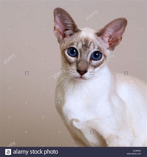 Adult Blue Point Siamese Cat High Resolution Stock Photography And