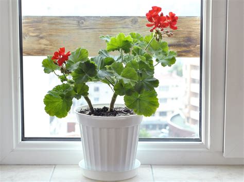 How To Grow Geraniums Indoors 9 Steps With Pictures Wikihow