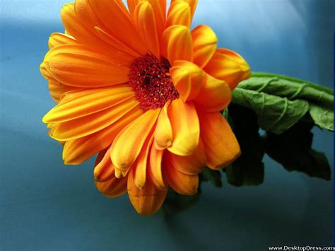 Desktop Wallpapers Flowers Backgrounds Orange Gerbera Daisy