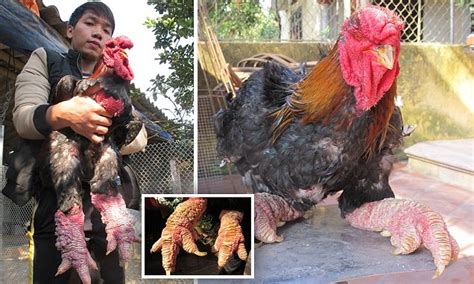 Dragon Chickens Of Vietnam Have Thighs That Would Give Beyonce A Run