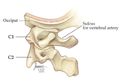 The axis is the second of the seven bones in the cervical spine (neck). Sagittal view of the occiput, atlas, and axis. The atlas ...