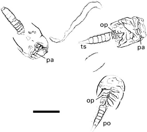 Interpretative Drawing Of The Specimens Shown In Fig 9 Scale Bar 20