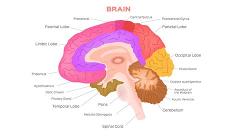 Neuro Human Brain