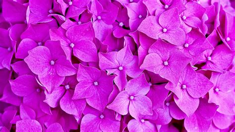 Purple Hydrangea Flowers Petals 4k Hd Flowers Wallpapers Hd