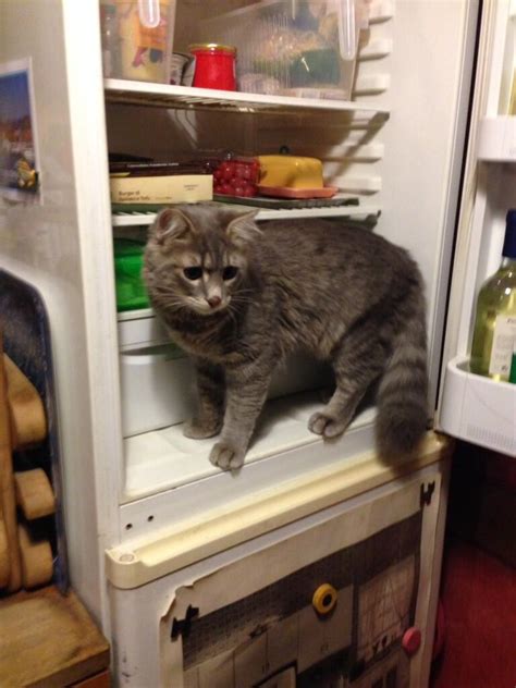 Cats In Fridges Support Group Cat In The Fridge
