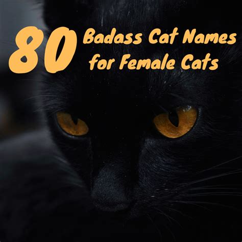 100 Badass Cat Names For Stealthy Female Cats Pethelpful