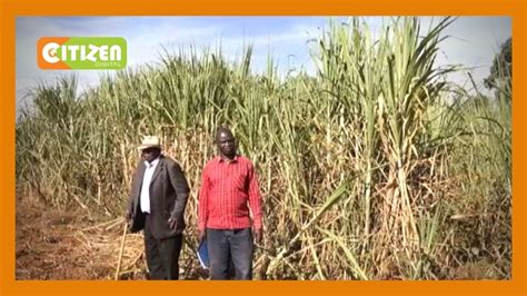 Who was the first president of. President Uhuru Kenyatta receives Sugar Taskforce report ...