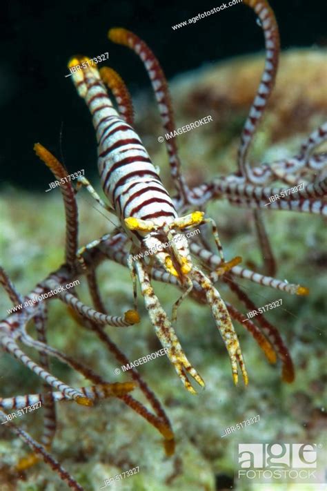 Feather Star Shrimp Cabilao Visayas Laomenes Pardus Philippines