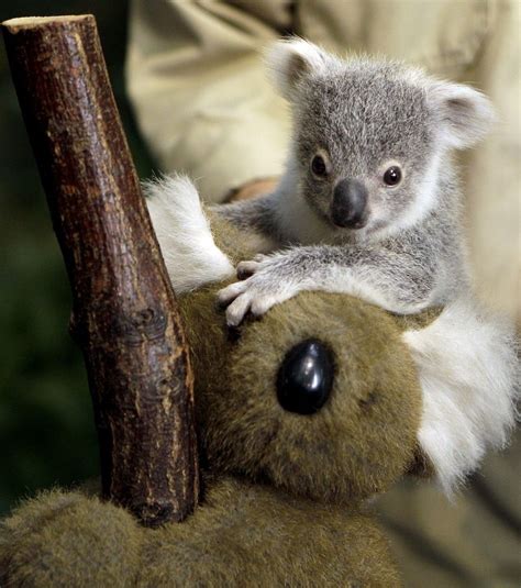 A Baby Koala Bear Cute Baby Animals Cute Animals Baby Animals