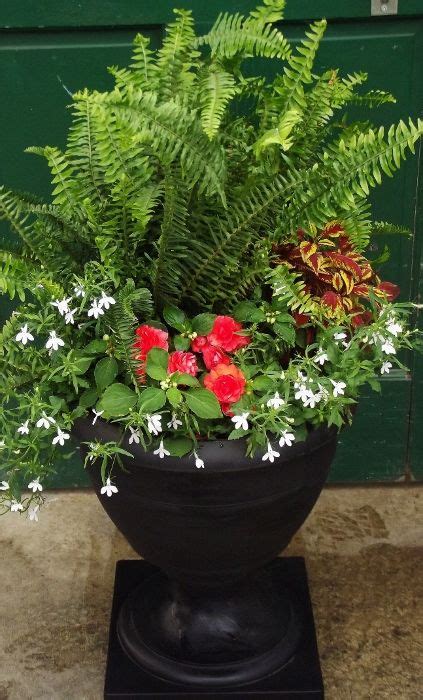 Boston Fern Shade Planter Container Gardening Flowers Planters For