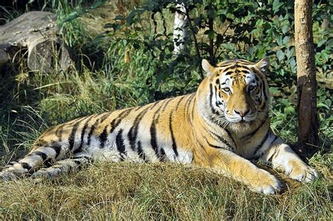 Rare Siberian Tigers Face Potential Genetic Bottleneck Scientific American Blog Network