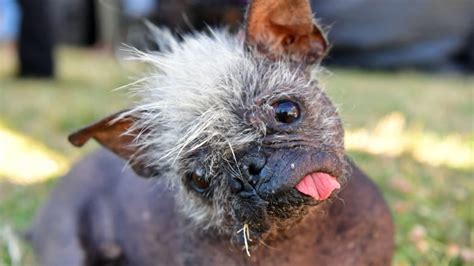Meet Mr Happy Face The Worlds Ugliest Dog With The Sweetest Soul