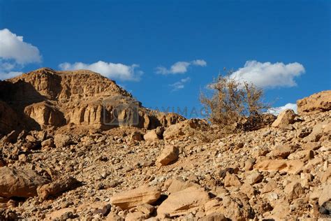 Rocky Desert Landscape With Dry Bush By Slavapolo Vectors