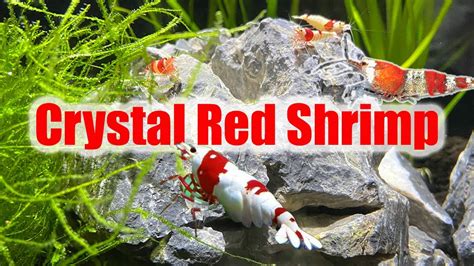 Crystal Red Shrimp Care Guide Caridina Species Profile YouTube