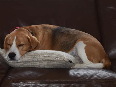 Cute Beagle Sleeping Rdogpictures