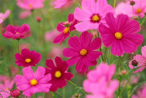 Cosmos Flowers Are Incredibly Easy To Grow Annual Flowers Cosmos