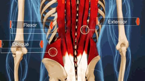 Pulled Back Muscle And Lower Back Strain Muscle Strain Lower Back Strain Lower Back