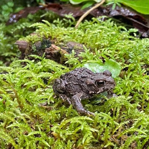 Frogs Toads Salamanders And Newts Oh My Lets Talk Science