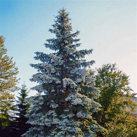 Colorado Blue Spruce Tree Ubicaciondepersonascdmxgobmx