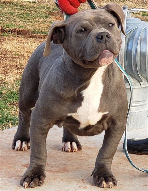 33 Cute American Bully Xxl Puppy For Sale Photo Bleumoonproductions