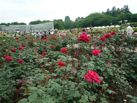 This song was featured on the following albums: 【病中閑あり】2010年近場の旅・神代植物公園のバラ～Season2ばら ...