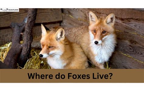 Where Do Foxes Live 11 Big Places Foxes Call Home Wildlifegrow