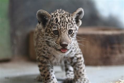 Jaguar Cub By Af Photography