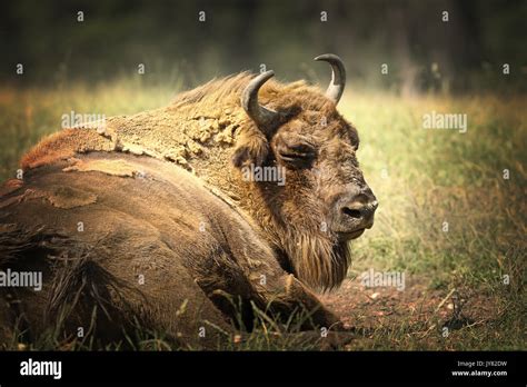 Large European Bison Resting On Ground Close Up Of Big Bull Bison
