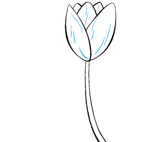 Cách Vẽ Hoa Tulip Dạy Vẽ