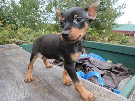 Min Pin Puppies For Sale Near Me