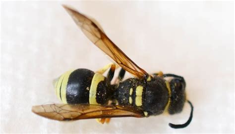 A Guide On Yellowjacket Stings Pest Information