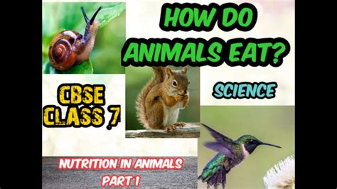 Cbse Class 7 Science Nutrition In Animals Part 1 Youtube