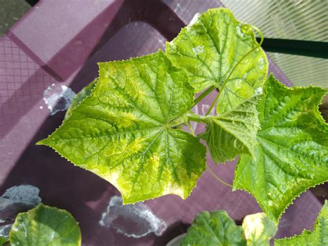 Cucumber Leaves Turning Yellow Any Advise R Hydroponics