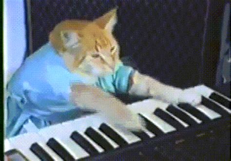 Cat Meme Piano My Xxx Hot Girl