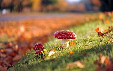 Poisonous Red Mushrooms Hd Wallpaper Download Wallpapers Pictures