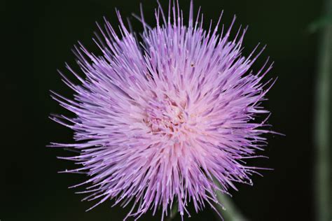 Purple Thistle Wildflower Close Up Free Stock Photo Public Domain