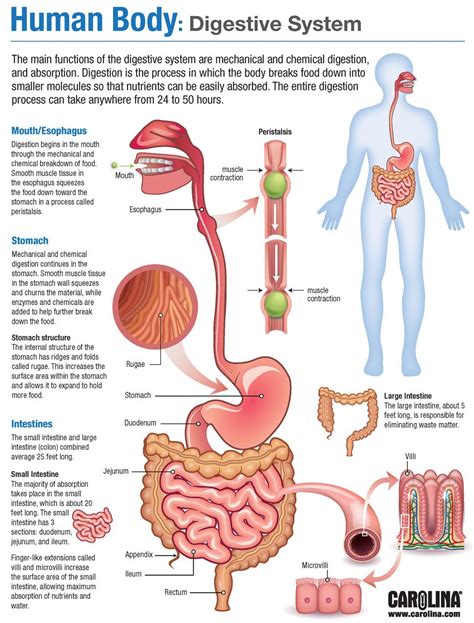 Human Body Digestive System Human Body Anatomy Human Body Systems