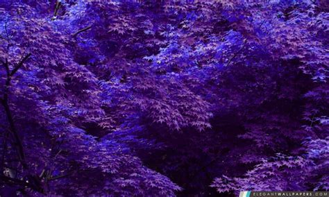Forêt Violet Fond Décran Hd à Télécharger Elegant Wallpapers