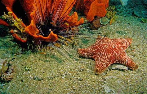 Amazing Sea Stars Western Australian Museum