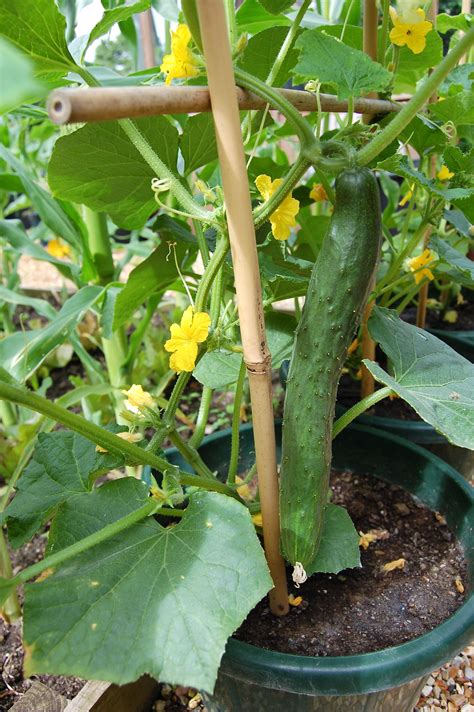 Growing Cucumbers In Pot Growing Food Growing Cucumbers Container Gardening