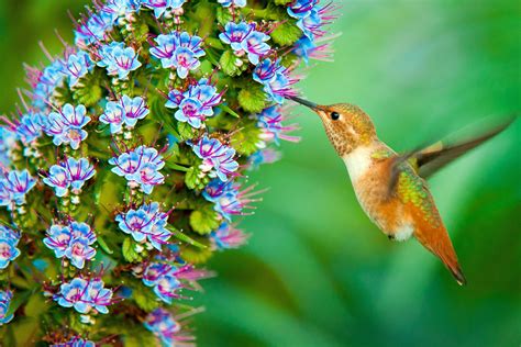 Hummingbird With Pink And Blue Petaled Flowers Hd Wallpaper Wallpaper