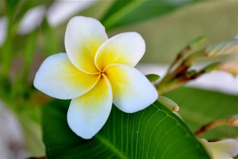 30 Iconic Hawaiian Flower Names Images That Will Wow You