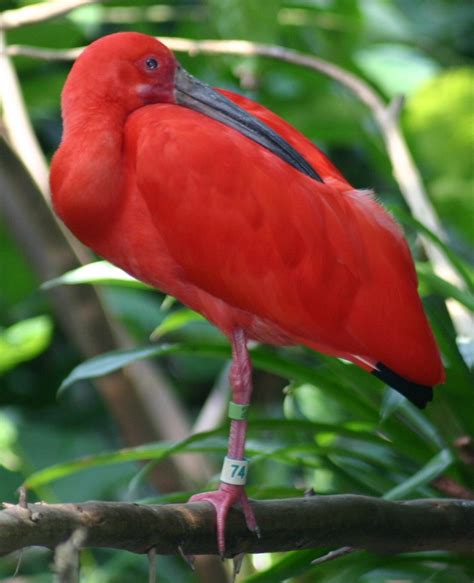 Scarlet Ibis High Definition Wallpaperscool Nature Wallpapers