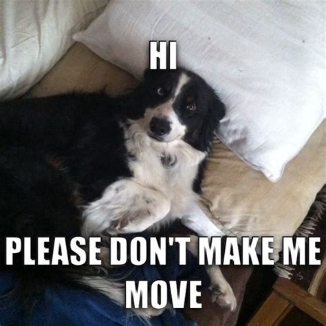 See, rate and share the best border collie memes, gifs and funny pics. 10 Best Border Collie Memes of All Time
