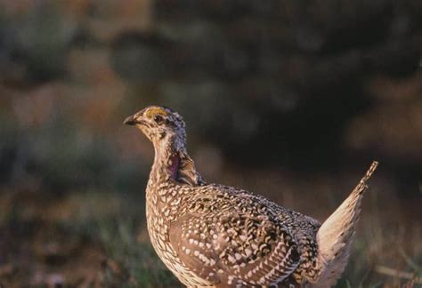 Columbian Sharp Tailed Grouse Wildearth Guardians