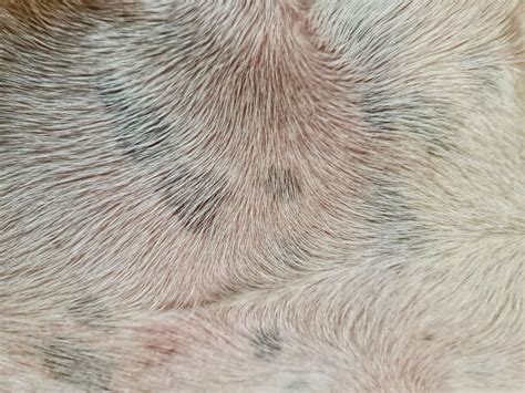 Why Does My Dog Have Brown Spots On The Skin