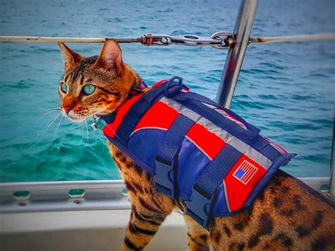 See more ideas about life jacket, auckland, sports vest. This Girl And Her Bengal Have Sailed 7000 Nautical Miles ...
