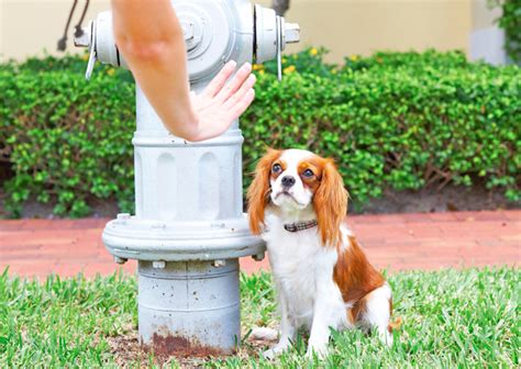 Potty Training Dogs How To Get Your Dog To Go In One Spot