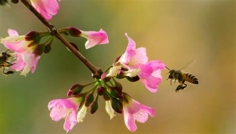 What Is a Symbiotic Relationship? | Sciencing